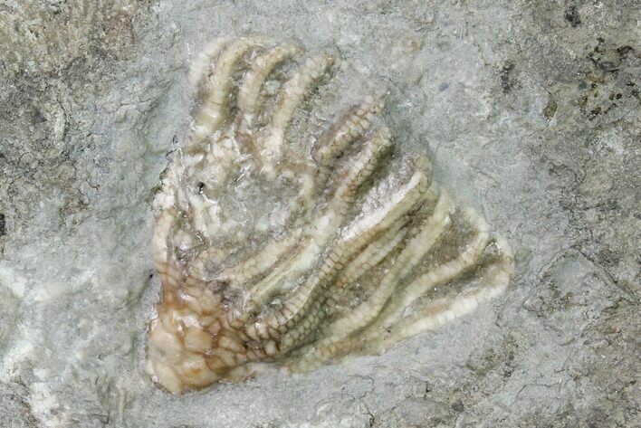 Fossil Crinoid (Eretmocrinus) - Gilmore City, Iowa #157210